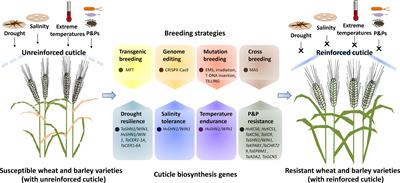 Exploring and exploiting cuticle biosynthesis for abiotic and biotic stress tolerance in wheat and barley